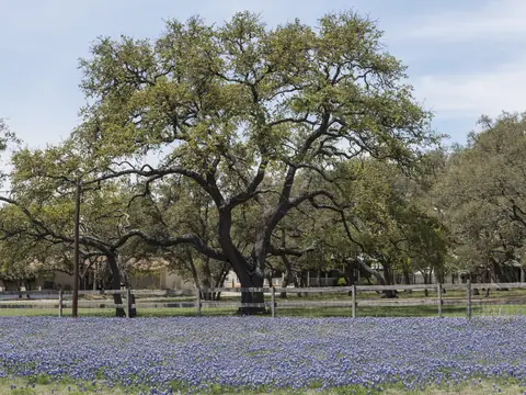 Bluebonnets in bloom under live oak trees in a field in Boerne, Texas