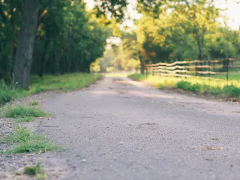 A country lane between trees and a wooden fence